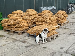 Ausgabe Kartoffeln